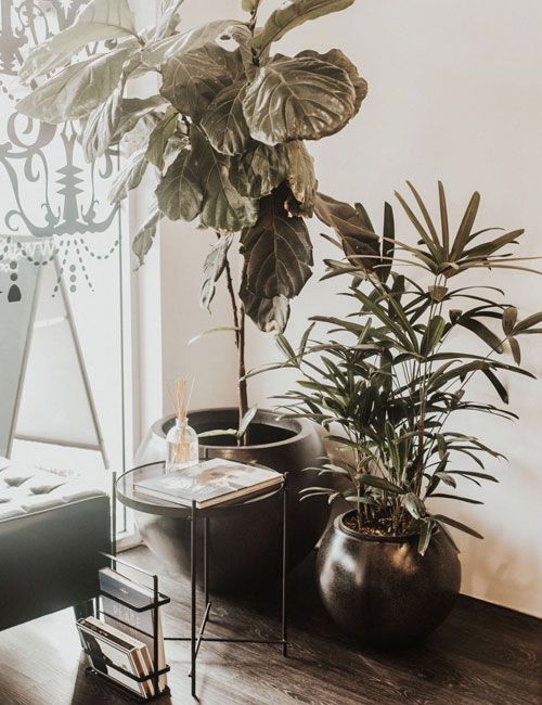Indoor plants besides the relaxing lounge area with magazines
